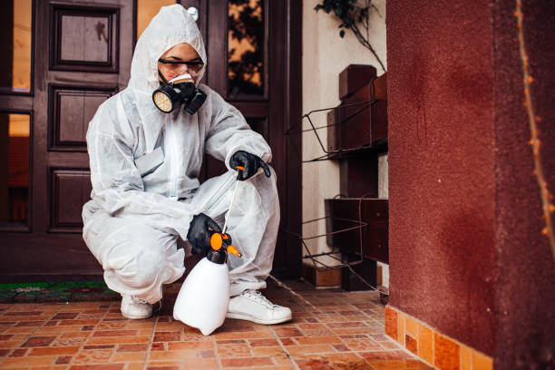 Attic and Crawl Space Rodent Treatment in South Floral Park