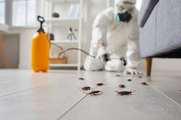 Commercial Rodent Management in South Floral Park